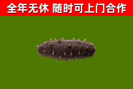 屯昌回收海参干